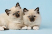 Two cats on blue backdrop (CK357)