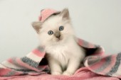 White kitten on blanket (CK364)