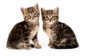 Two kittens facing (CK398)