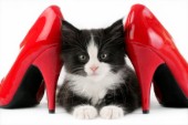 Kitten with heels (CK400)