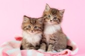 Two kittens on blanket (CK408)
