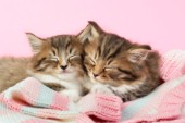 Kittens asleep on blanket (CK409A)