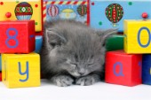 Alphabet cat asleep (CK414)