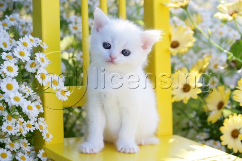 White cat in garden CK417