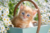 Ginger cat in garden (CK418)