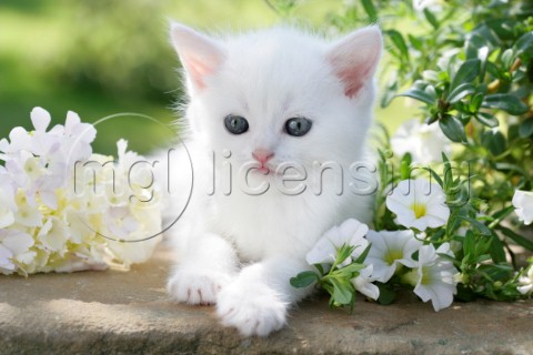 White cat in flowers CK424