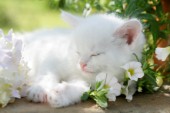 Kitten asleep in flowers (CK425)