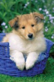 Collie in basket (A128)