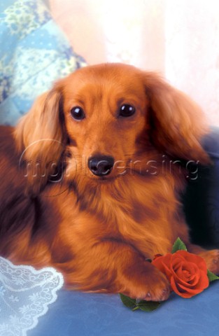 Dog with flower A161