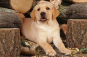 Puppy and logs (DP149)