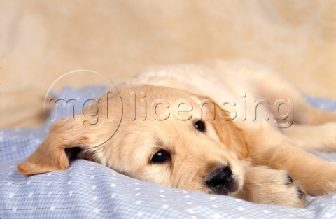 Puppy on quilt DP156