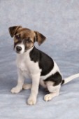 Jack Russell puppy (DP234)