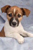 Jack Russell puppy (DP235)