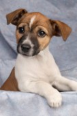 Jack Russell puppy (DP235A)