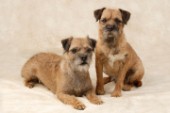 Two scruffy dogs (DP261)