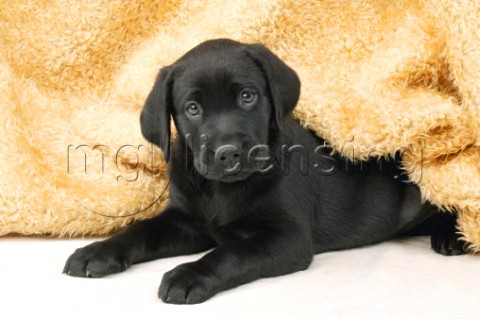 Black Labrador puppy DP279A