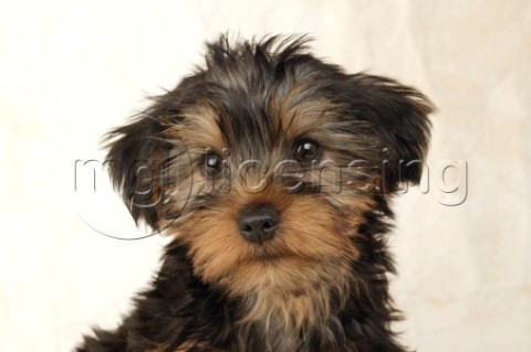 Puppy profile DP284