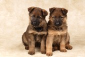 German Shepherd pups (DP311)