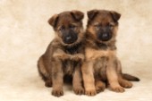 German Shepherd pups (DP311A)