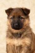 Puppy profile (DP313)