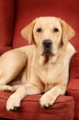 Adult Labrador on sofa (DP331)