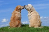 Dogs kissing (DP366)