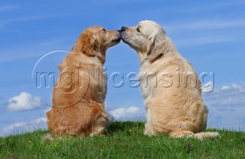 Dogs kissing DP366