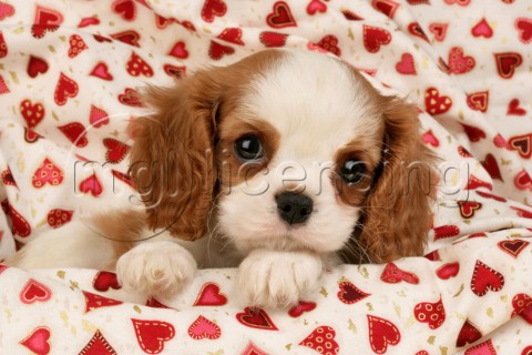 Puppy and hearts DP399