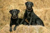 Dogs on hay (DP416)
