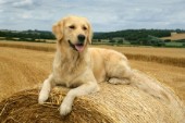 Labrador on hay stack (DP425)