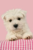 Westie puppy (DP456)