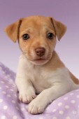 Jack Russell puppy (DP478)
