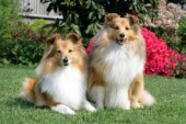 Two collies (DP525)