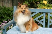 Collie on chair (DP526)