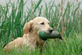 Dog with toy (DP535)