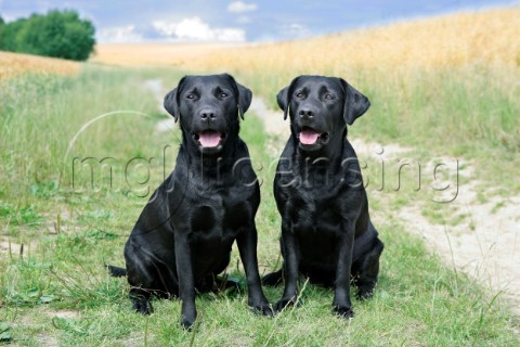 Two black labs DP544