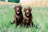 Two chocolate Labradors (DP545)