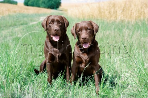 Two chocolate Labradors DP545