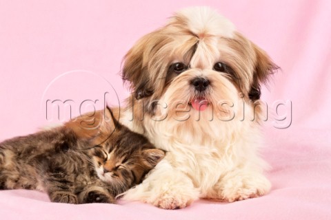 Cat and dog DP551