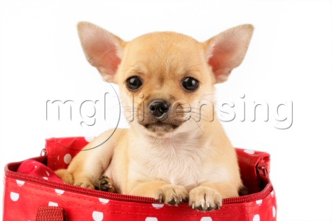 Chihuahua on bag DP556