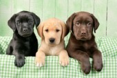 Three Labradors (DP587)