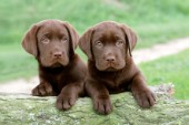 Two Labradors (DP600)