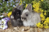 Two rabbits (A272)