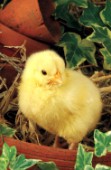 Chick in pot (A277)