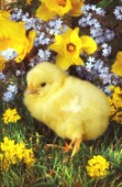 Chick and flowers (A278)