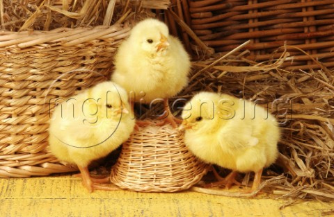 Three chicks A297
