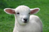 Lamb face (A299)