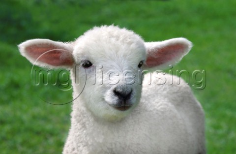 Lamb face A299