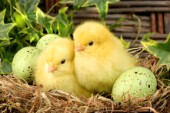 Chicks in nest (EA520)