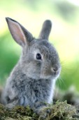 Grey rabbit (EA522)